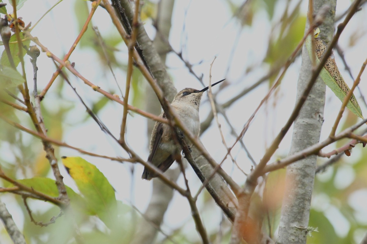 Black-chinned Hummingbird - Craig Fosdick