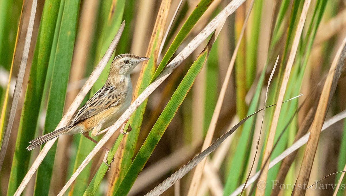 Zitting Cisticola - Forest Botial-Jarvis