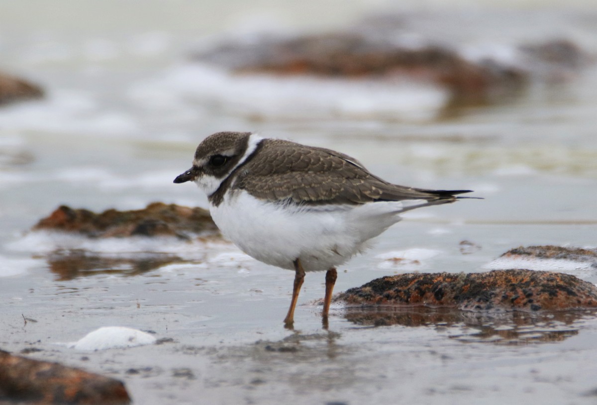 Semipalmated Plover - ML114326911