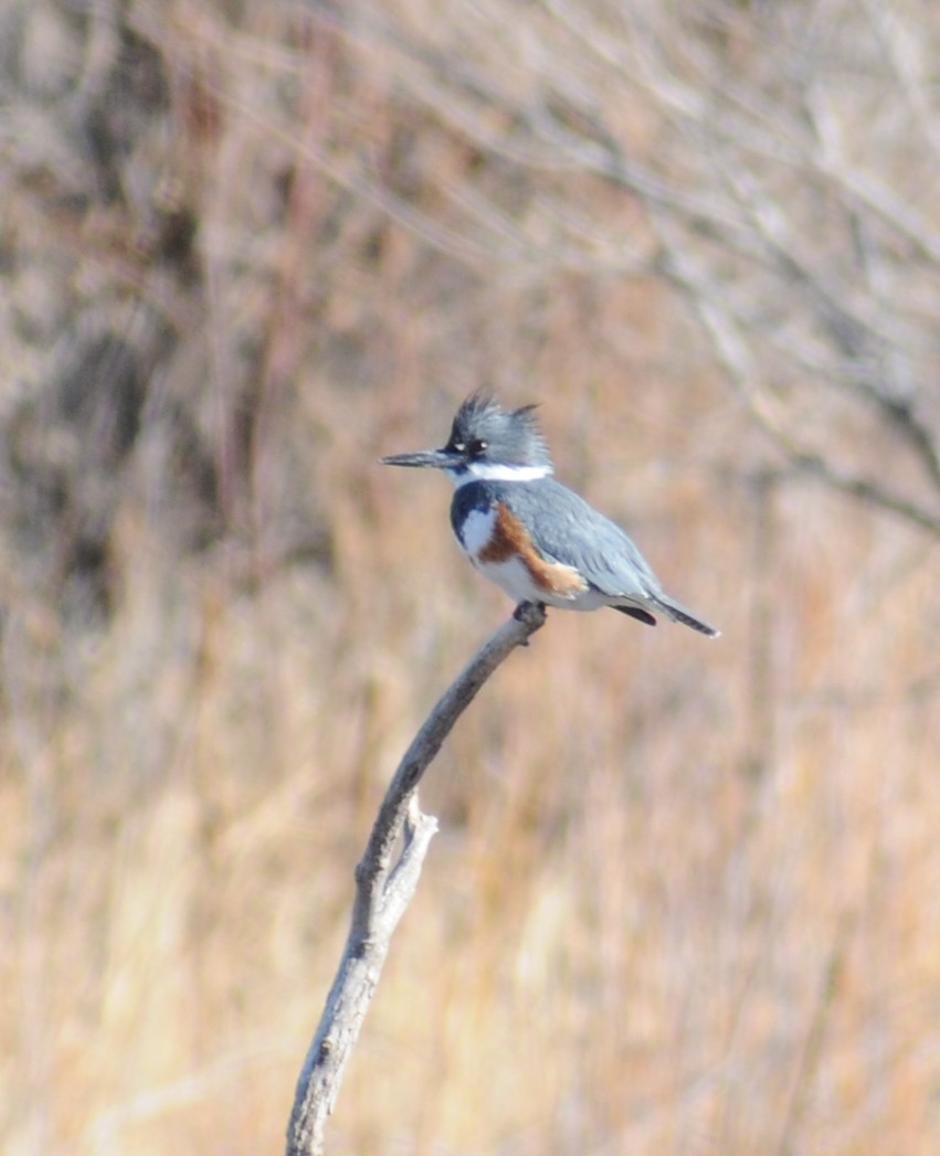Belted Kingfisher - Sue Riffe