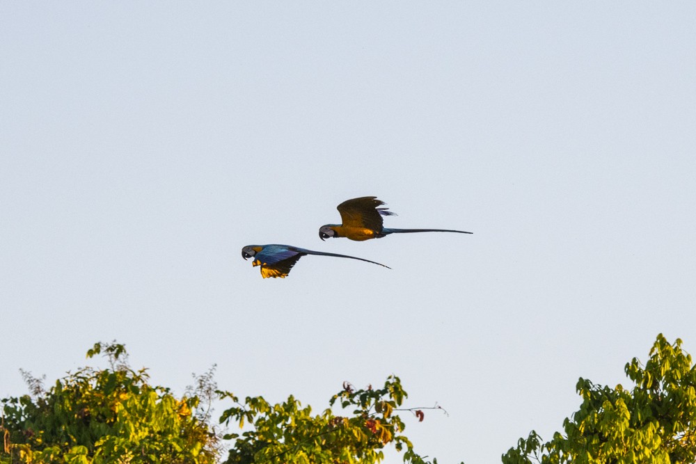 Blue-and-yellow Macaw - ML114332611