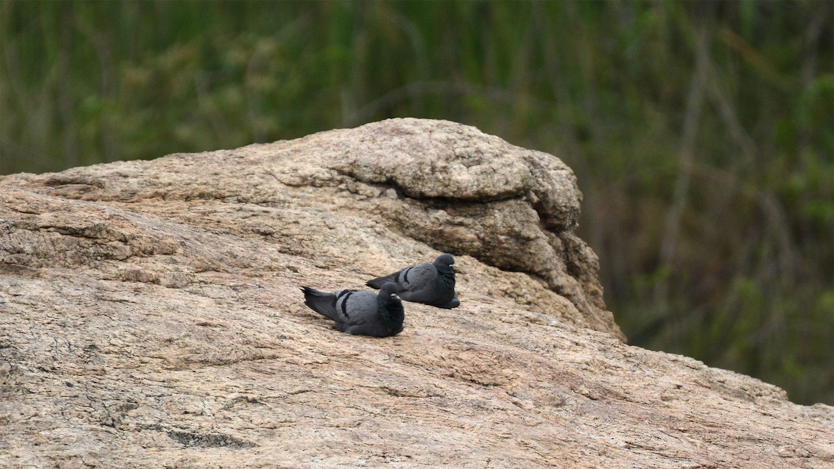 Rock Pigeon (Feral Pigeon) - ML114333661