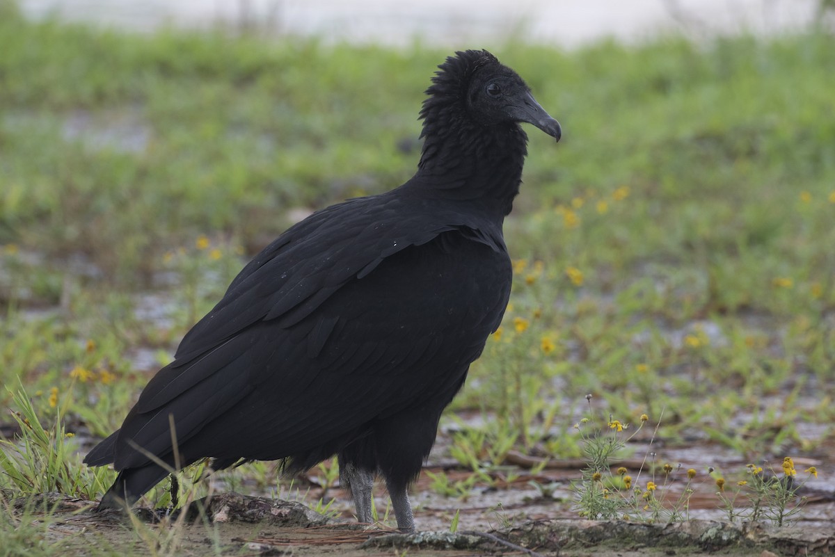 Black Vulture - ML114334691
