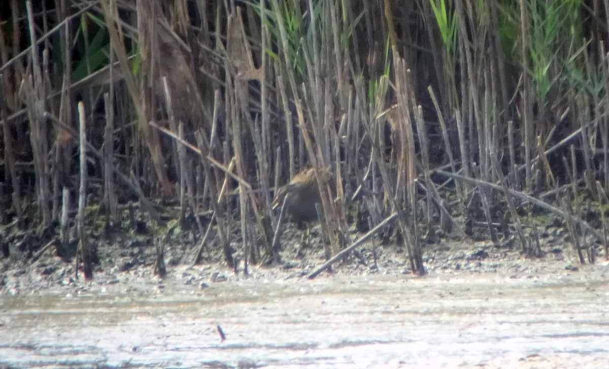 Spotted Crake - ML114334871