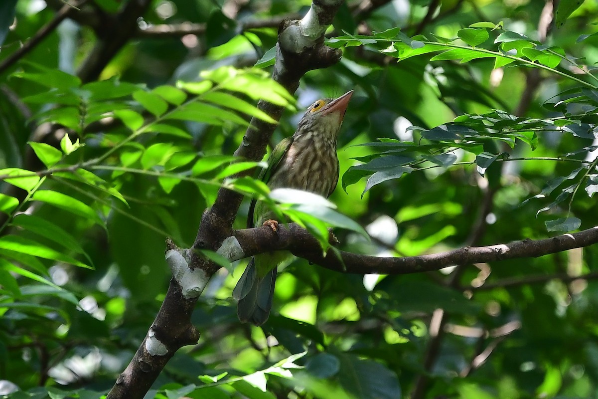 Lineated Barbet - ML114334991