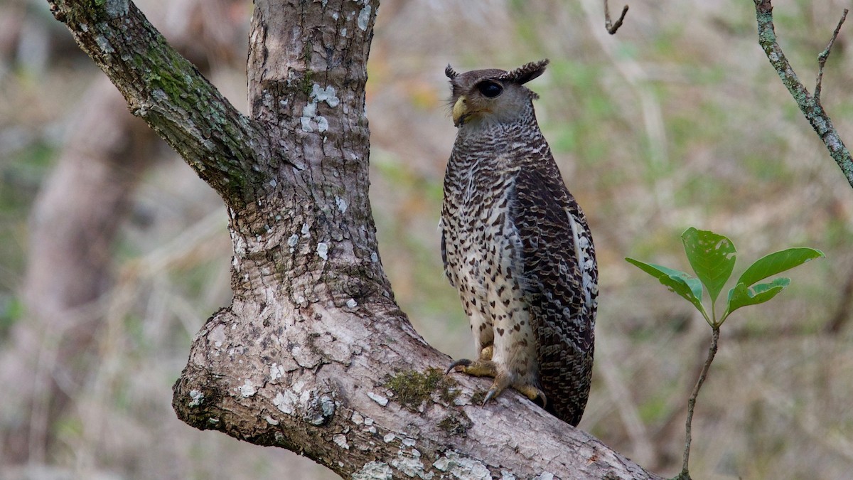 Spot-bellied Eagle-Owl - Snehasis Sinha
