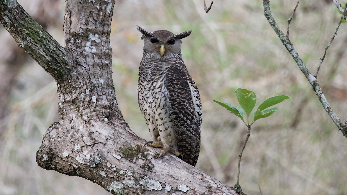 Spot-bellied Eagle-Owl - ML114336911