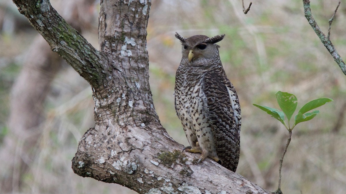 Spot-bellied Eagle-Owl - ML114336921