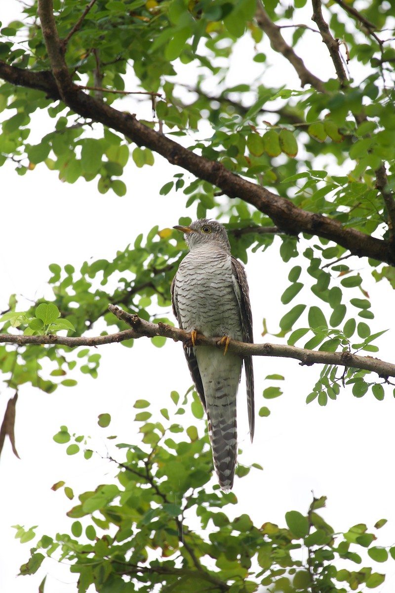 Common Cuckoo - ML114337041