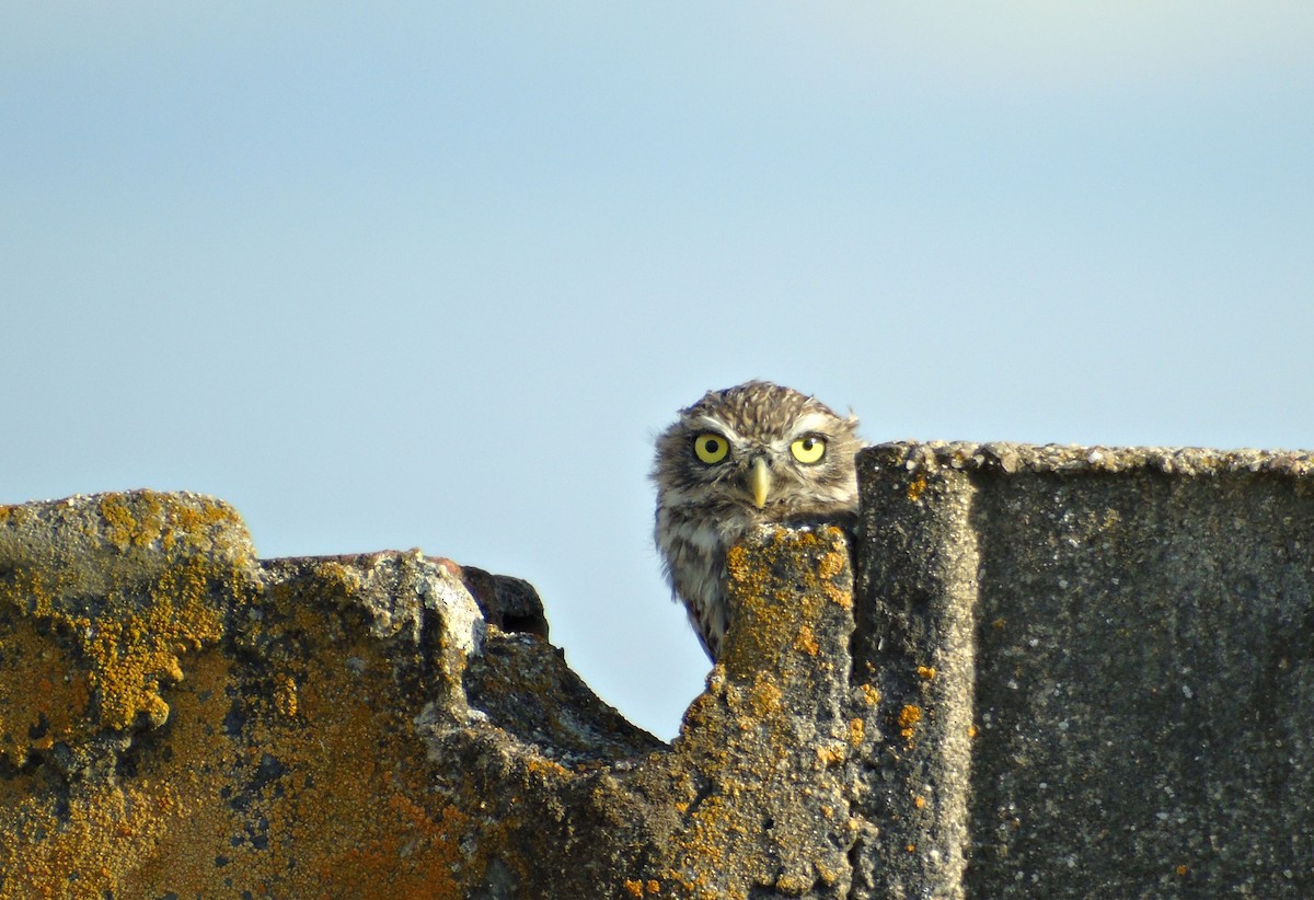 Little Owl - Sergio Mayordomo