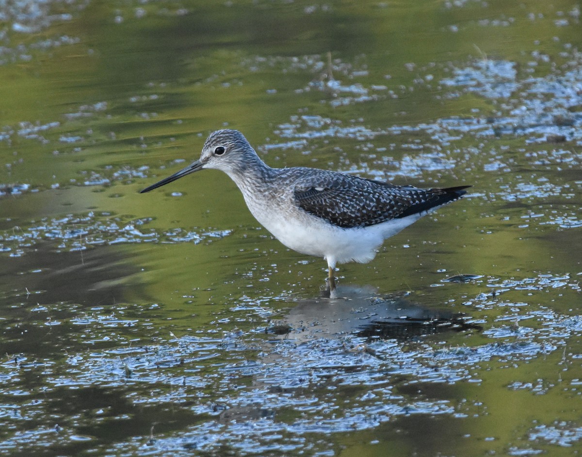 Greater Yellowlegs - Too Fly
