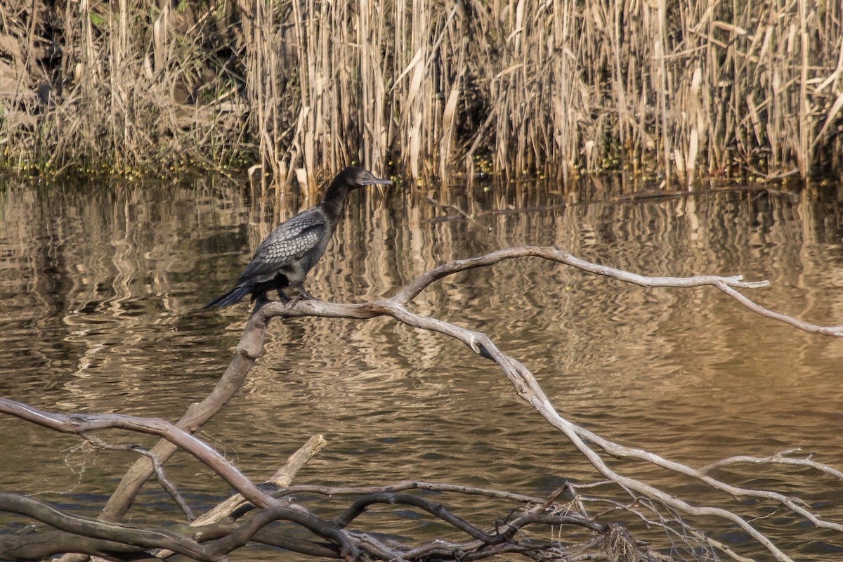 Little Black Cormorant - Ramit Singal