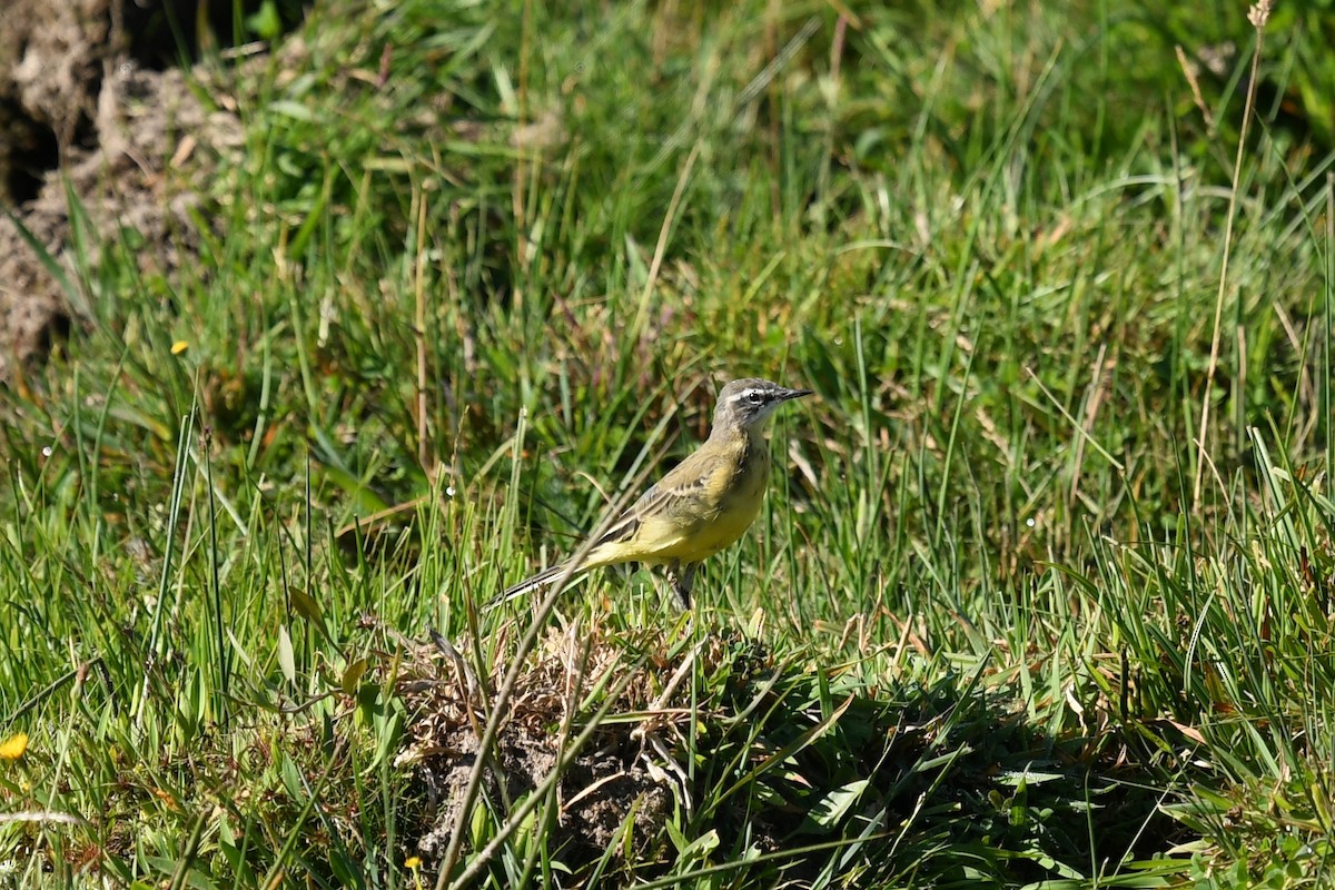 Western Yellow Wagtail - Andre Vieira