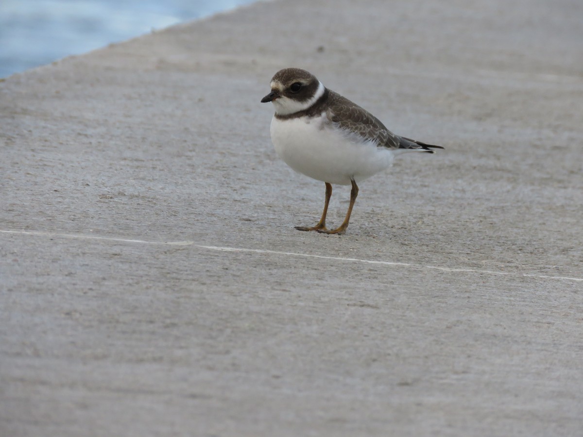 Semipalmated Plover - Emily Tornga