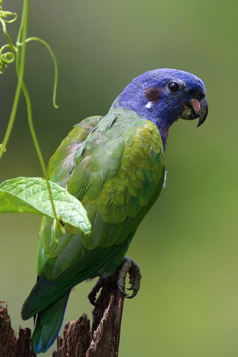 Blue-headed Parrot - Bob Shettler