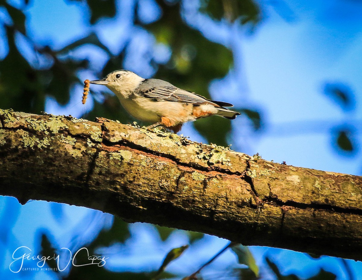 White-breasted Nuthatch - George Capaz