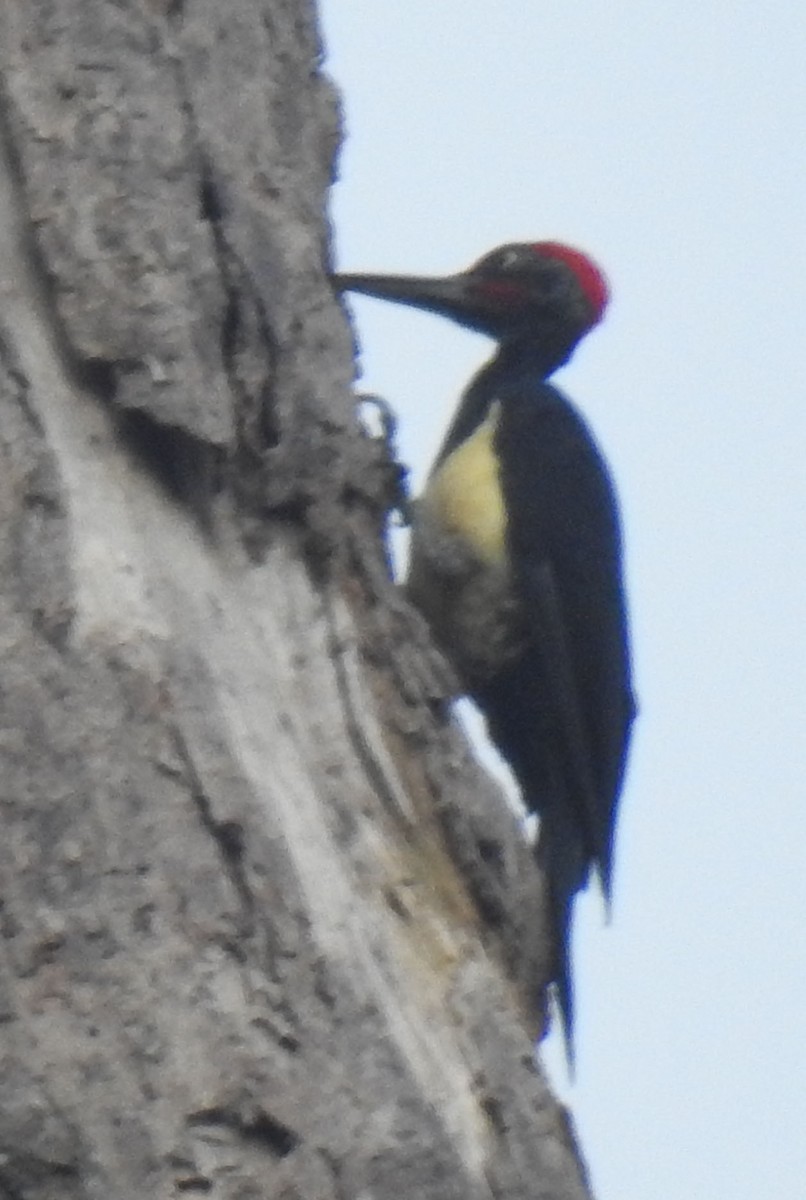 White-bellied Woodpecker - ML114352181