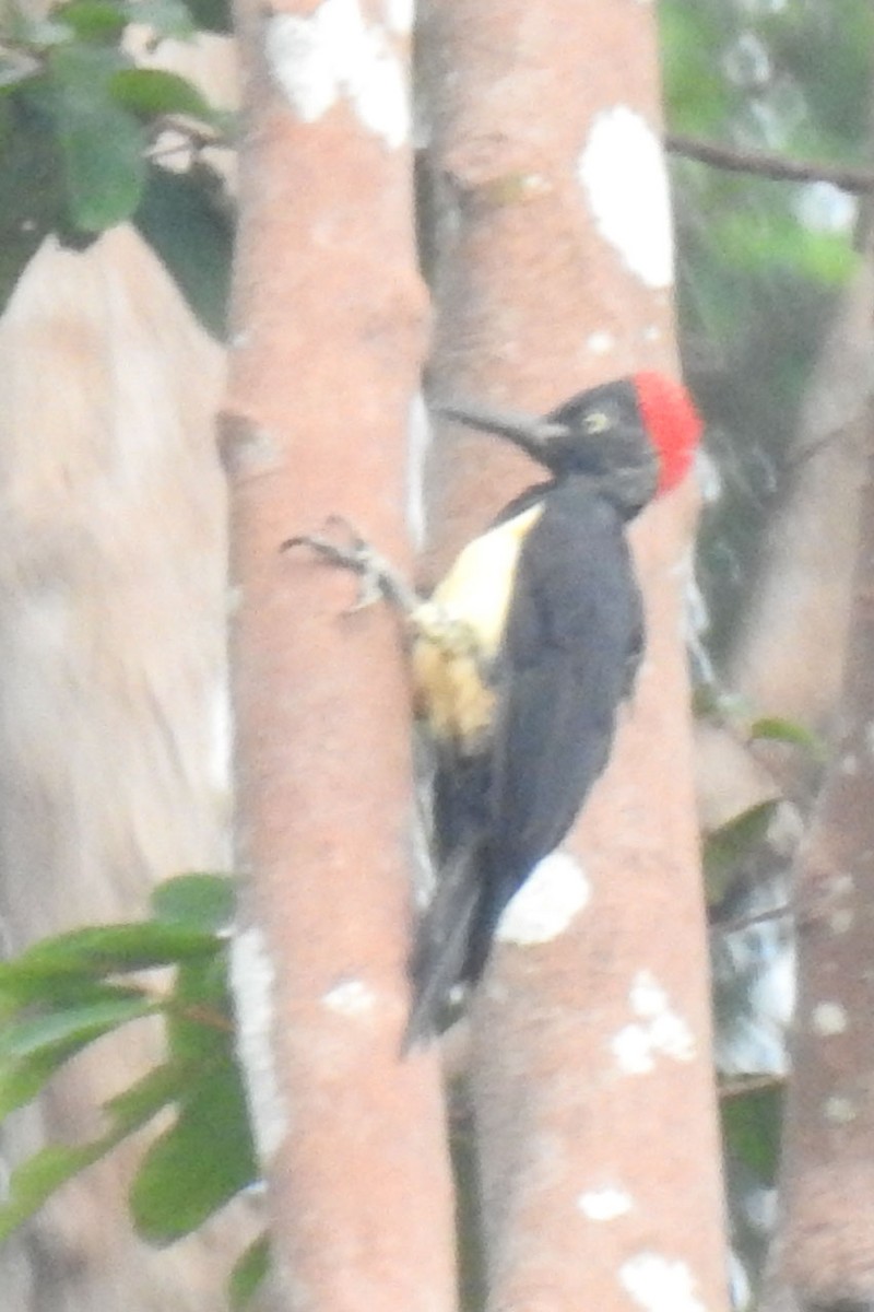 White-bellied Woodpecker - ML114352191