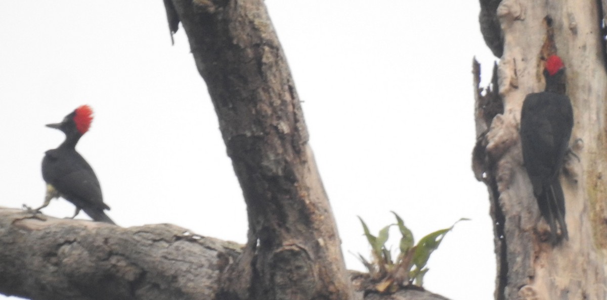 White-bellied Woodpecker - ML114352201