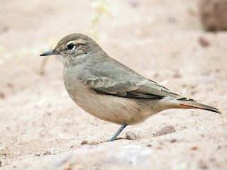  - Rufous-banded Miner