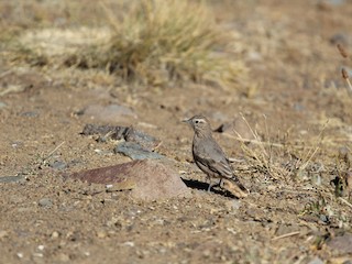  - Rufous-banded Miner