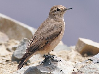  - Rufous-banded Miner