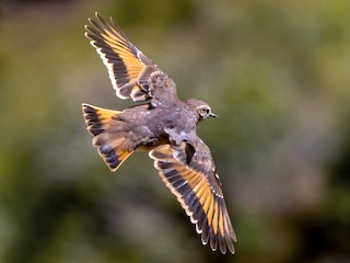  - Rufous-banded Miner