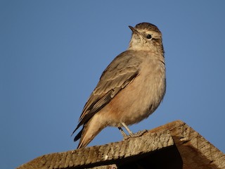  - Rufous-banded Miner