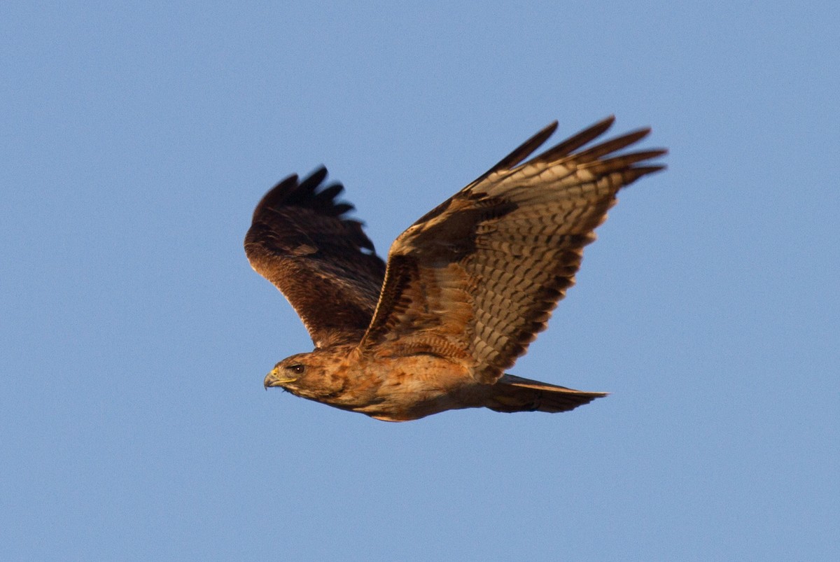 Red-tailed Hawk - Justyn Stahl