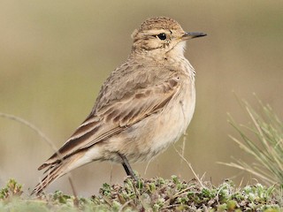  - Short-billed Miner