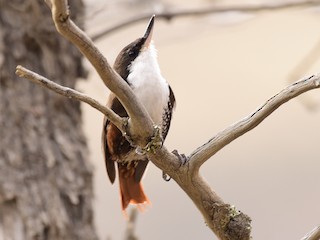 Adult - ML114355781
