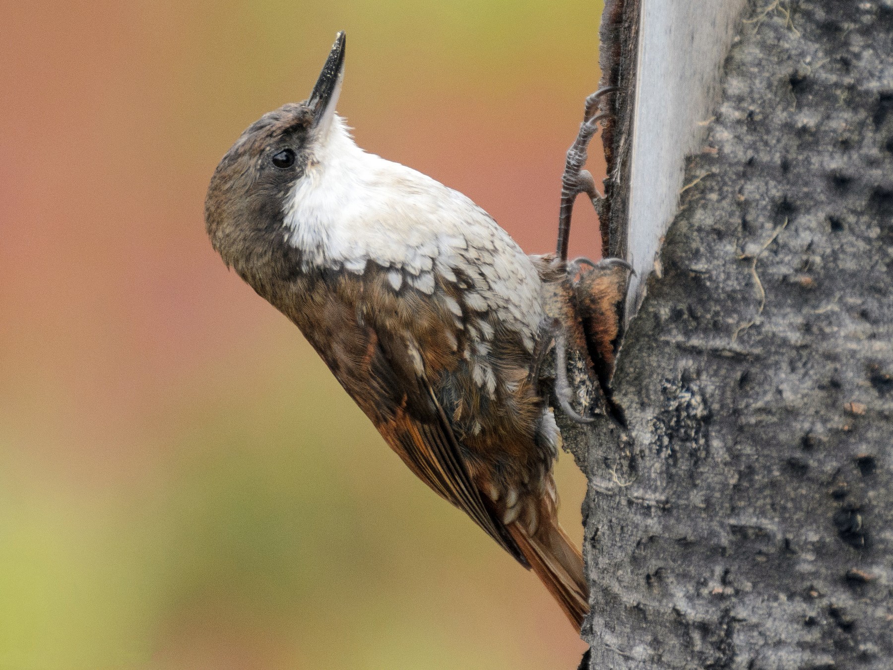 White-throated Treerunner - Pablo Gutiérrez Maier