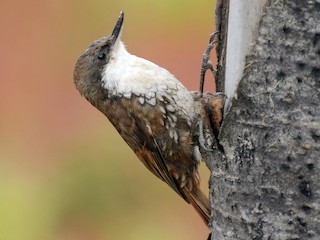  - White-throated Treerunner