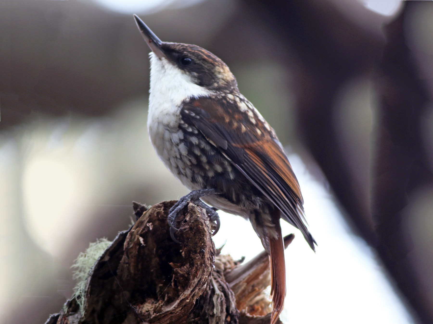 White-throated Treerunner - Derek Stokes