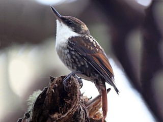 Молодая птица - Derek Stokes - ML114355811