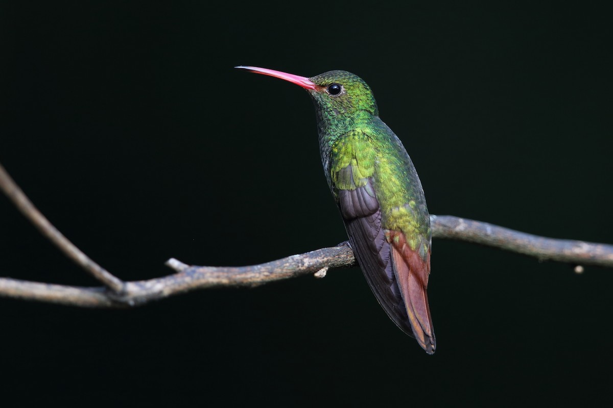 Rufous-tailed Hummingbird - Bob Shettler