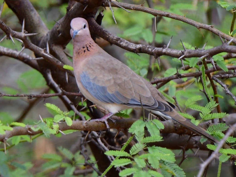 Laughing Dove - ML114358931
