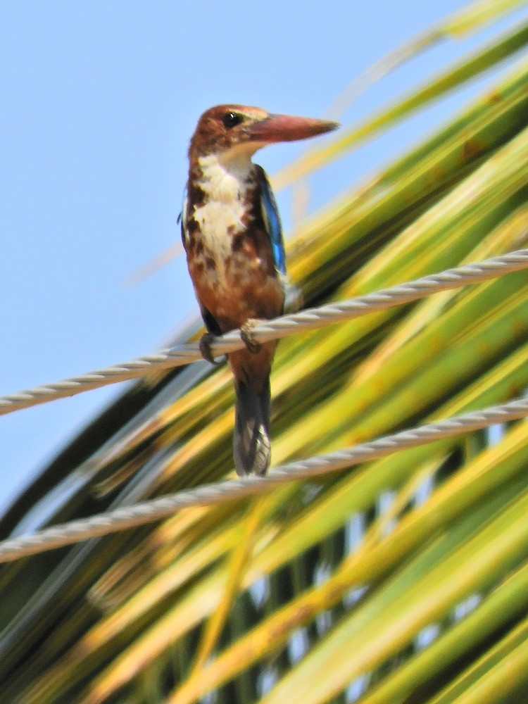 White-throated Kingfisher - Tarachand Wanvari