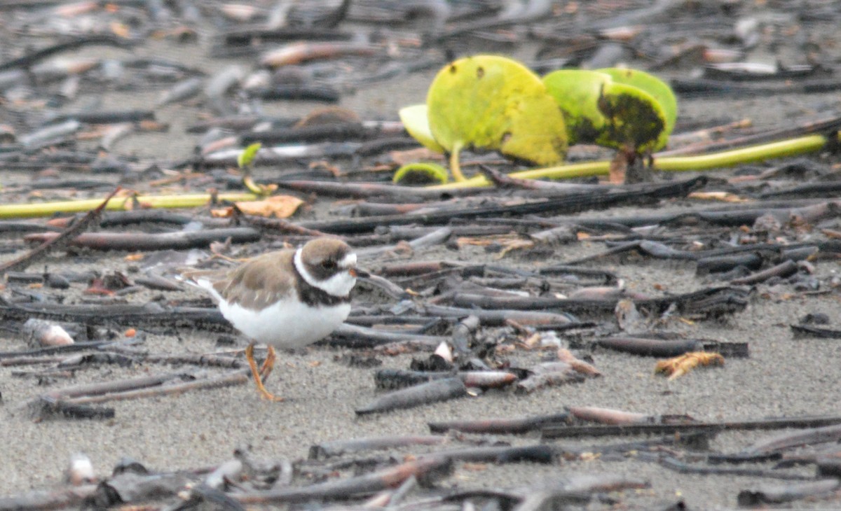 Semipalmated Plover - ML114359661