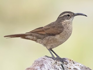  - White-throated Earthcreeper