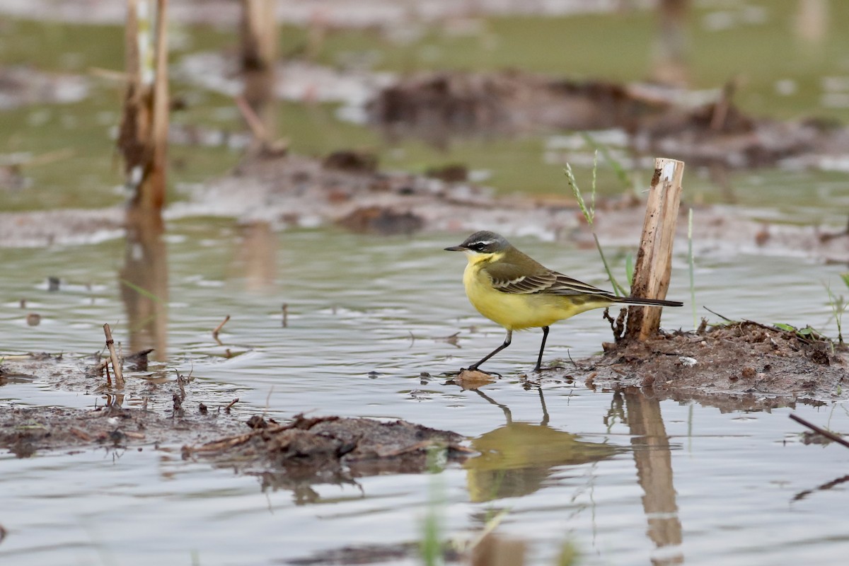 Eastern Yellow Wagtail (Eastern) - Ting-Wei (廷維) HUNG (洪)