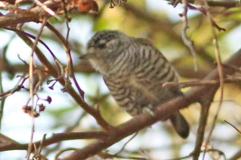 White-barred Piculet - ML114360371