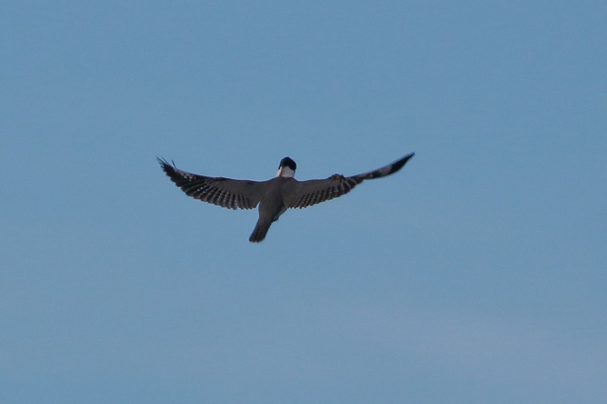 Belted Kingfisher - ML114364281