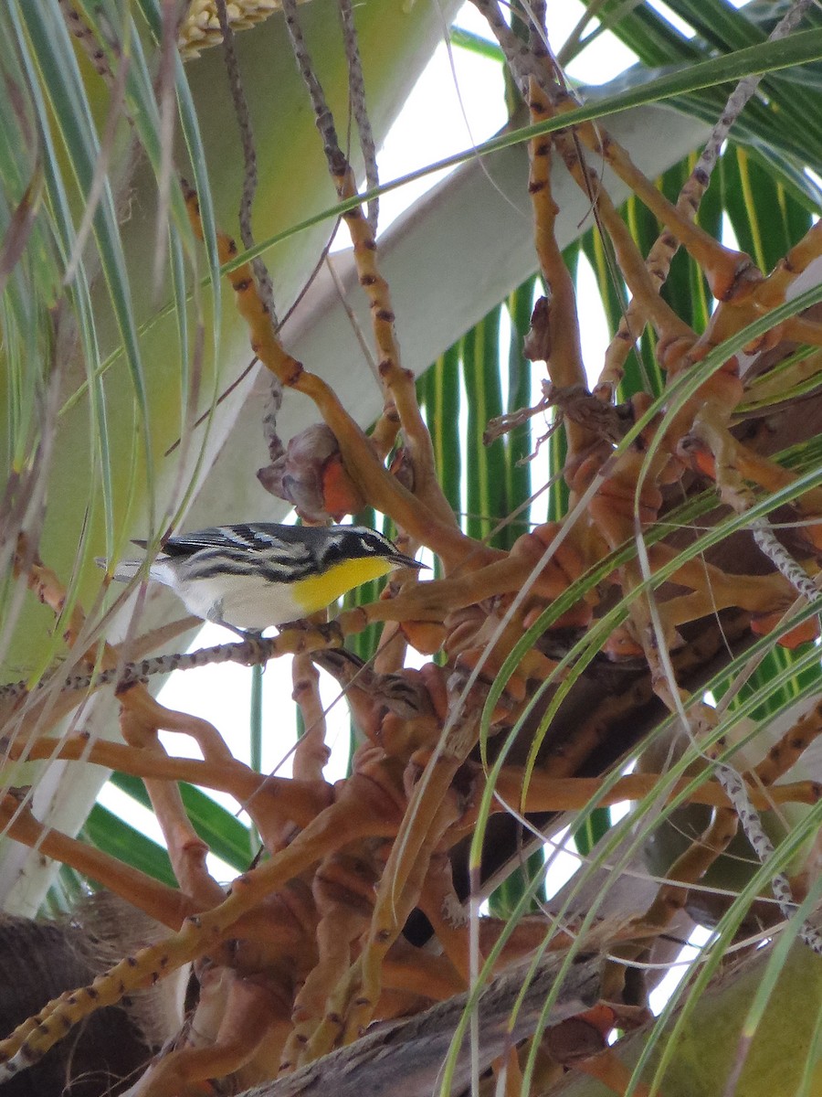 Yellow-throated Warbler - ML114365911