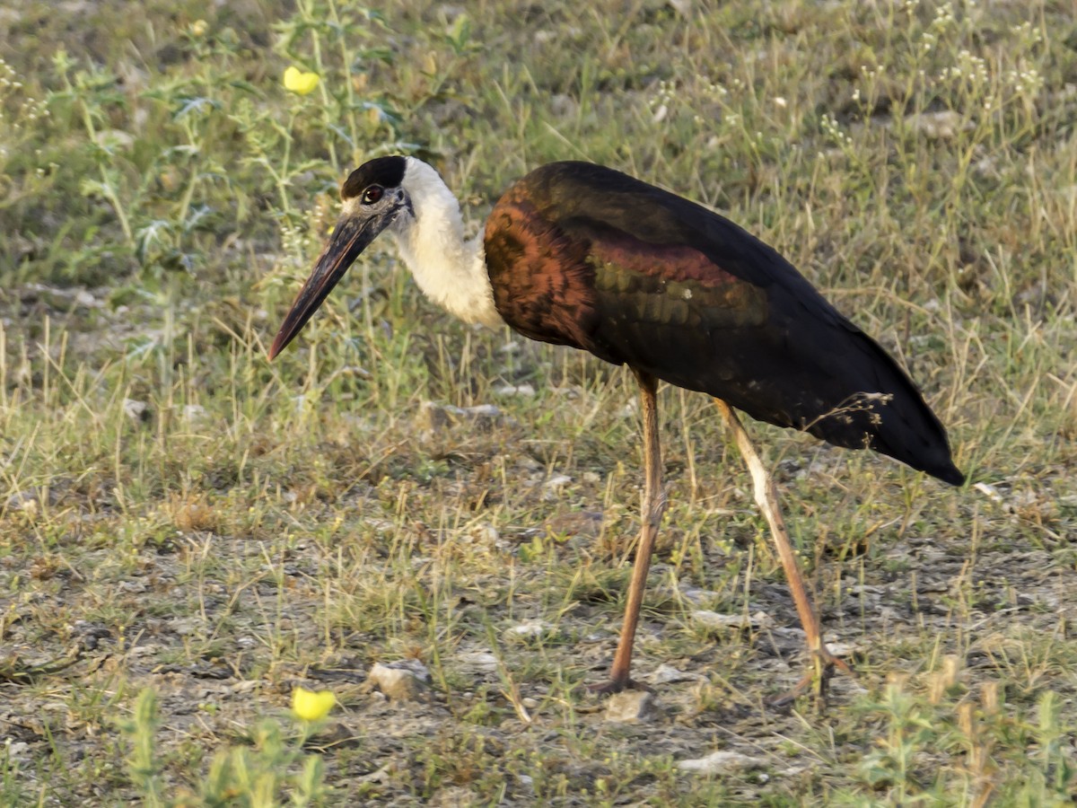 Asian Woolly-necked Stork - Ramesh Desai