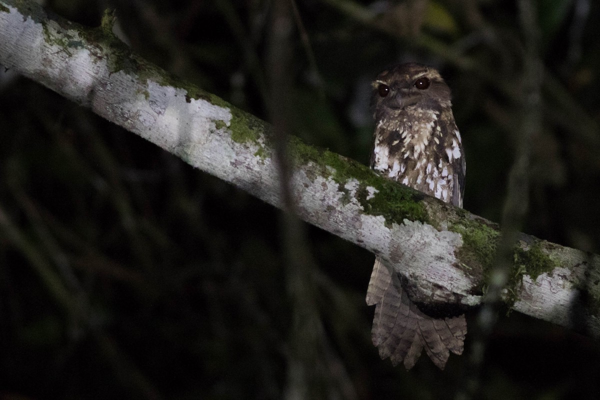 Marbled Frogmouth - ML114369351