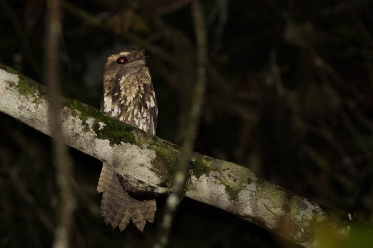 Marbled Frogmouth - ML114369361