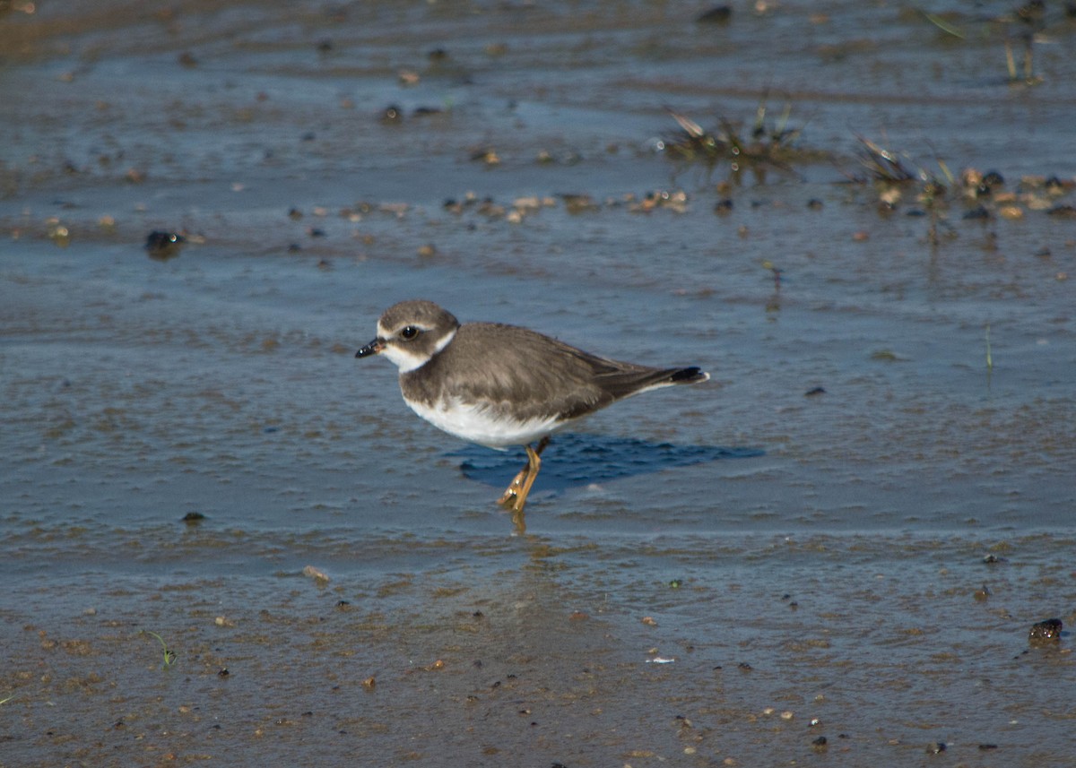 Semipalmated Plover - ML114369941