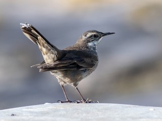 オビバネカワカマドドリ - eBird