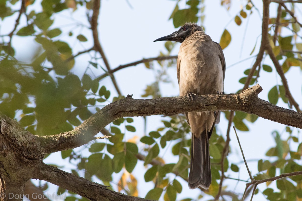 Helmeted Friarbird (New Guinea) - ML114370421